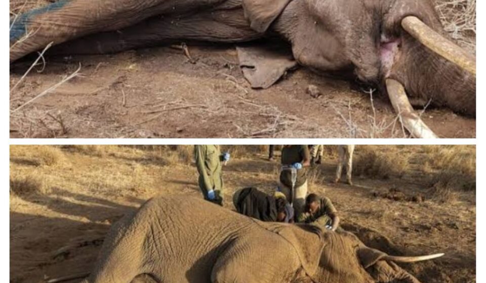 Four Held Over Amboseli Elephant Deaths
